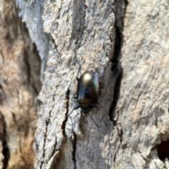 Chalcopteroides sp. (genus) at Dickson Wetland Corridor - 16 Dec 2023