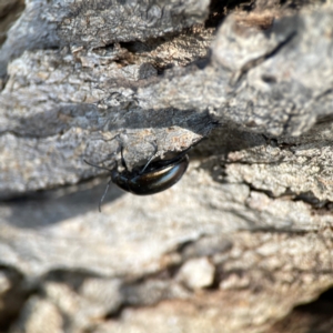 Chalcopteroides sp. (genus) at Dickson Wetland Corridor - 16 Dec 2023 12:21 PM