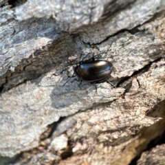 Chalcopteroides sp. (genus) at Dickson Wetland Corridor - 16 Dec 2023 12:21 PM