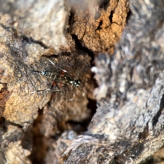 Stenarella victoriae (An ichneumon parasitic wasp) at Dickson Wetland - 16 Dec 2023 by Hejor1