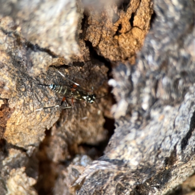 Xanthocryptus novozealandicus (Lemon tree borer parasite wasp) at Dickson Wetland Corridor - 16 Dec 2023 by Hejor1