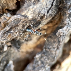 Xanthocryptus novozealandicus at Dickson Wetland Corridor - 16 Dec 2023 12:22 PM