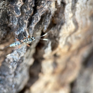 Xanthocryptus novozealandicus at Dickson Wetland Corridor - 16 Dec 2023 12:22 PM