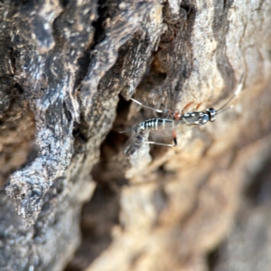 Xanthocryptus novozealandicus at Dickson Wetland Corridor - 16 Dec 2023 12:22 PM