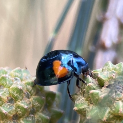 Orcus bilunulatus (Ladybird beetle) at Dickson, ACT - 16 Dec 2023 by Hejor1