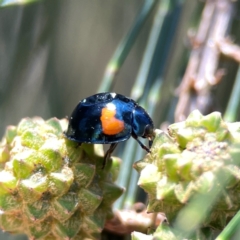 Orcus bilunulatus at Dickson Wetland Corridor - 16 Dec 2023 12:32 PM