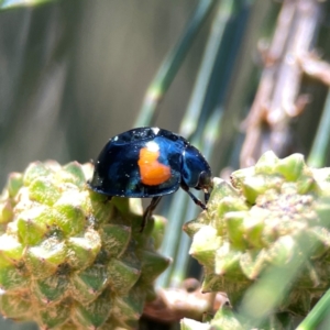 Orcus bilunulatus at Dickson Wetland Corridor - 16 Dec 2023