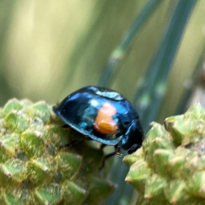 Orcus bilunulatus at Dickson Wetland Corridor - 16 Dec 2023 12:32 PM