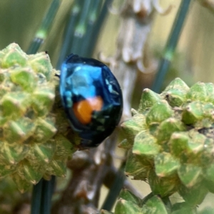 Orcus bilunulatus at Dickson Wetland Corridor - 16 Dec 2023