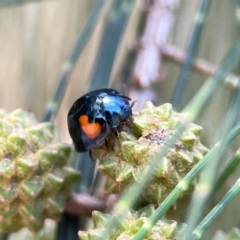 Orcus bilunulatus at Dickson Wetland Corridor - 16 Dec 2023