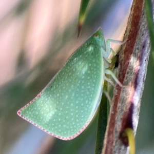 Siphanta acuta at Dickson Wetland Corridor - 16 Dec 2023