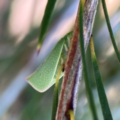 Siphanta acuta at Dickson Wetland Corridor - 16 Dec 2023