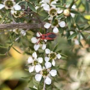 Gminatus australis at Dickson Wetland Corridor - 16 Dec 2023 12:45 PM