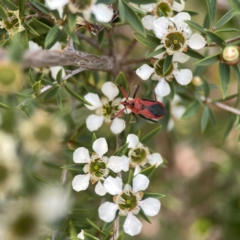 Gminatus australis at Dickson Wetland Corridor - 16 Dec 2023 12:45 PM