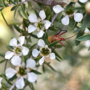 Gminatus australis at Dickson Wetland Corridor - 16 Dec 2023