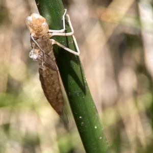 Anisoptera (suborder) at Dickson Wetland - 16 Dec 2023