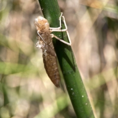 Anisoptera (suborder) at Dickson Wetland - 16 Dec 2023