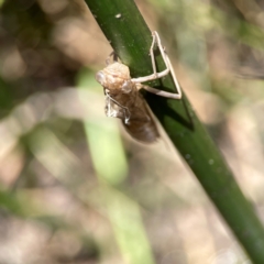 Anisoptera (suborder) at Dickson Wetland - 16 Dec 2023