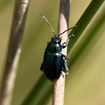 Arsipoda sp. (genus) (A flea beetle) at Dickson Wetland Corridor - 16 Dec 2023 by Hejor1