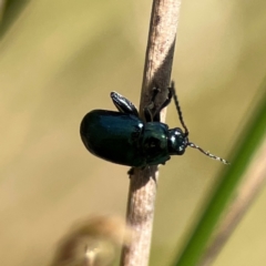 Arsipoda sp. (genus) at Dickson Wetland Corridor - 16 Dec 2023