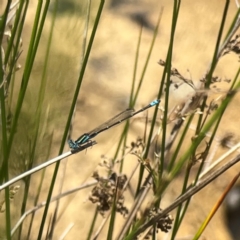 Austroagrion watsoni (Eastern Billabongfly) at Dickson Wetland - 16 Dec 2023 by Hejor1