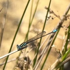 Austroagrion watsoni at Dickson Wetland Corridor - 16 Dec 2023