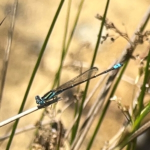 Austroagrion watsoni at Dickson Wetland Corridor - 16 Dec 2023 01:03 PM