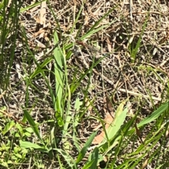 Xanthagrion erythroneurum at Dickson Wetland Corridor - 16 Dec 2023