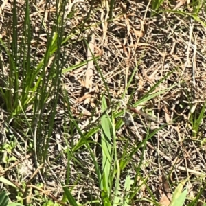 Xanthagrion erythroneurum at Dickson Wetland Corridor - 16 Dec 2023 01:08 PM