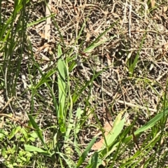 Xanthagrion erythroneurum at Dickson Wetland Corridor - 16 Dec 2023 01:08 PM