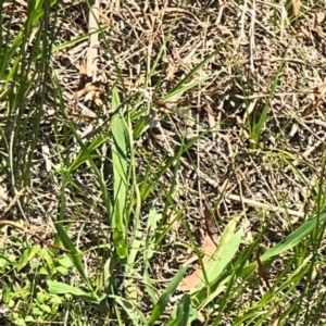 Xanthagrion erythroneurum at Dickson Wetland Corridor - 16 Dec 2023 01:08 PM