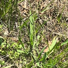 Xanthagrion erythroneurum at Dickson Wetland Corridor - 16 Dec 2023