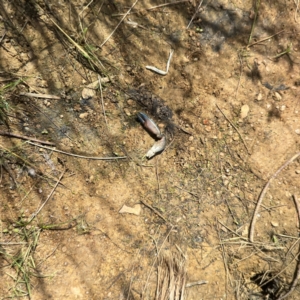 Cherax destructor at Dickson Wetland Corridor - 16 Dec 2023 01:02 PM