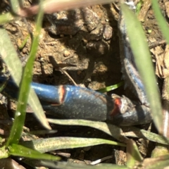 Cherax destructor at Dickson Wetland Corridor - 16 Dec 2023