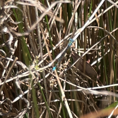 Austroagrion watsoni (Eastern Billabongfly) at Dickson Wetland Corridor - 16 Dec 2023 by Hejor1