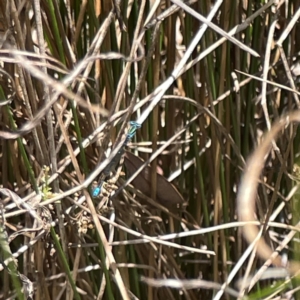 Austroagrion watsoni at Dickson Wetland Corridor - 16 Dec 2023 01:11 PM