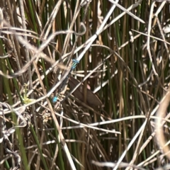 Austroagrion watsoni at Dickson Wetland Corridor - 16 Dec 2023 01:11 PM