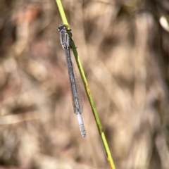 Ischnura heterosticta (Common Bluetail Damselfly) at Dickson Wetland - 16 Dec 2023 by Hejor1