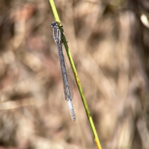 Ischnura heterosticta at Dickson Wetland Corridor - 16 Dec 2023