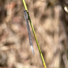 Ischnura heterosticta (Common Bluetail Damselfly) at Dickson Wetland Corridor - 16 Dec 2023 by Hejor1
