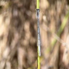 Ischnura heterosticta at Dickson Wetland Corridor - 16 Dec 2023