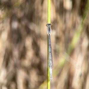 Ischnura heterosticta at Dickson Wetland Corridor - 16 Dec 2023
