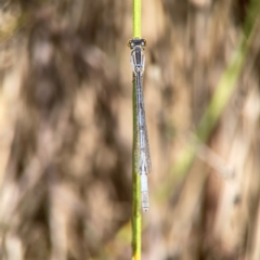 Ischnura heterosticta at Dickson Wetland Corridor - 16 Dec 2023