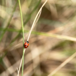 Hippodamia variegata at Dickson Wetland Corridor - 16 Dec 2023