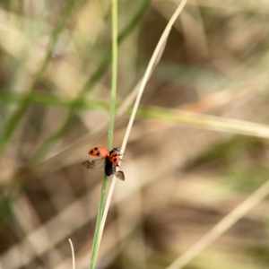 Hippodamia variegata at Dickson Wetland Corridor - 16 Dec 2023