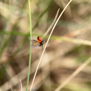 Hippodamia variegata at Dickson Wetland Corridor - 16 Dec 2023