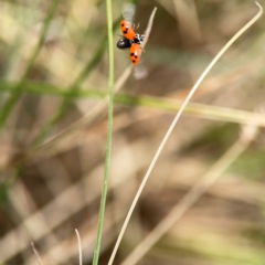 Hippodamia variegata at Dickson Wetland Corridor - 16 Dec 2023