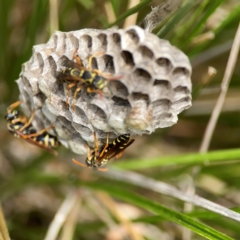 Polistes (Polistes) chinensis (Asian paper wasp) at Dickson Wetland Corridor - 16 Dec 2023 by Hejor1
