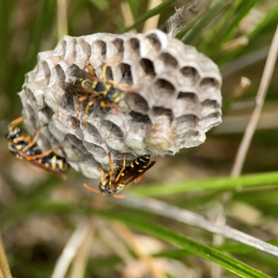 Polistes (Polistes) chinensis (Asian paper wasp) at Dickson, ACT - 16 Dec 2023 by Hejor1