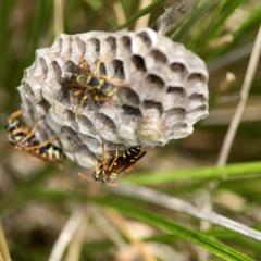 Polistes (Polistes) chinensis (Asian paper wasp) at Dickson, ACT - 16 Dec 2023 by Hejor1